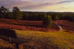 Heide im Abendlicht