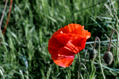 Mohnblume im Feld