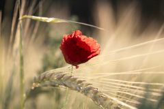Mohnblume im Gerstenfeld