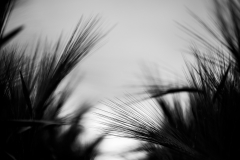 Im Gerstenfeld mit dem Canon EF 100mm f/2.8 Macro
