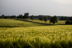Im Gerstenfeld mit dem Orestor 100mm